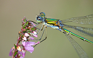 Small Spreadwing (Male, Lestes virens)